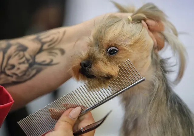 Elsa the Yorkshire gets its fur combed during a grooming competition at the Pet Expo 2019, a pet show in Bucharest, Romania, Saturday, April 13, 2019. According to organisers, the pet show attracts more than 10 thousand visitors every year. (Photo by Vadim Ghirda/AP Photo)