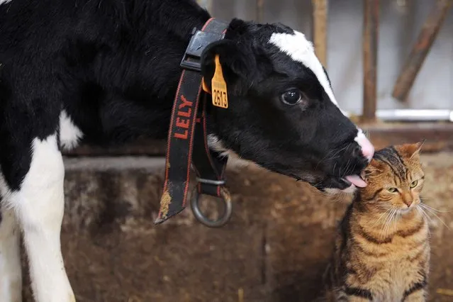 A Prim'Holstein calf licks a kitten's ear in a stable in Erbree, western France, on February 18, 2014. (Photo by Jean-Francois Monier/AFP Photo)