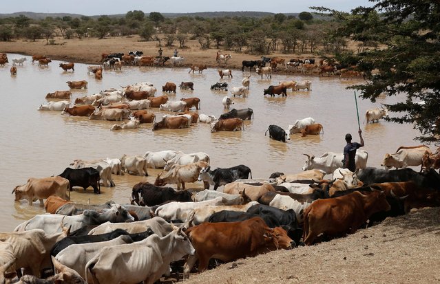 Cows belonging to Samburu tribesmen drink water in Mugui conservancy, Kenya February 11, 2017. (Photo by Goran Tomasevic/Reuters)