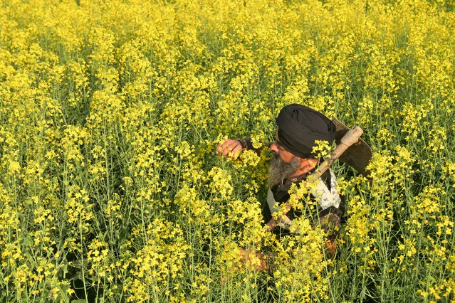 A farmer walks through his mustard field on the outskirts of Amritsar on February 25, 2024. (Photo by Narinder Nanu/AFP Photo)