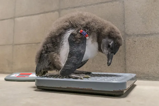 In this Tuesday, May 7, 2019, photo, San Diego Zoo's animal care staff weights one of the first chicks born at the San Diego Zoo African Penguin colony in San Diego, Calif. A fluffy pair of 2-month-olds, named Doug and Barbara, in honor of Douglas G. Myers, president/CEO of San Diego Zoo Global, and his wife Barbara Myers, are the first chicks hatched at the Zoo from eggs laid by the colony's resident penguin couples. (Photo by Ken Bohn/San Diego Zoo Global via AP Photo)