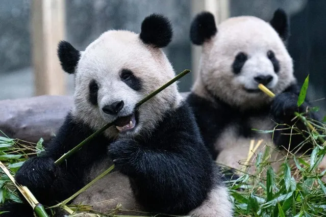 This photo taken on March 16, 2024 shows pandas eating inside their enclosure at a zoo in China's southwestern Chongqing municipality. (Photo by AFP Photo/Stringer)