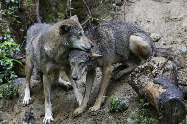 A pair of red wolves huddle at the Museum of Life and Science in Durham, N.C., on Monday, May 13, 2019. With less than three dozen roaming the forests of North Carolina, the red wolf has seen its numbers crash in recent years, putting it in the most precarious position of any wolf species in the U.S. (Photo by Gerry Broome/AP Photo)