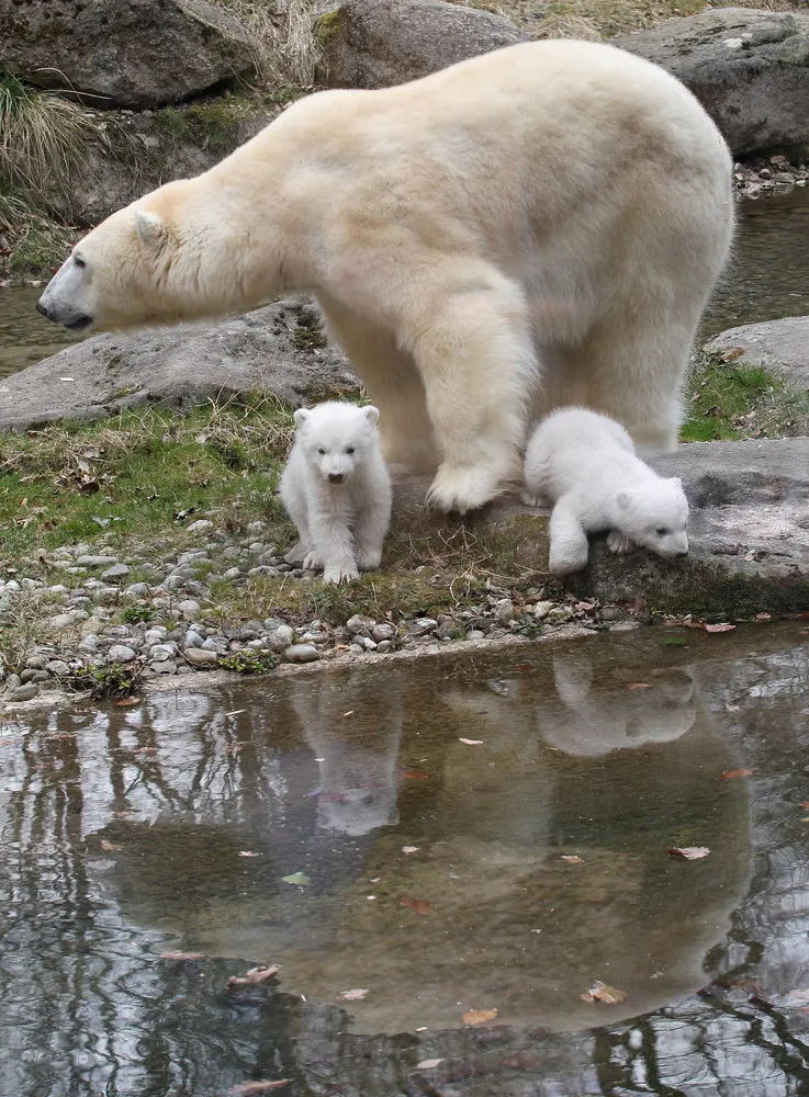 Hellabrunn Zoo Unveils Polar Bear Cubs