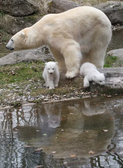 14 week-old twin polar bear cubs are pictured with their mother Giovanna during their first presentation to the media in Hellabrunn zoo on March 19, 2014 in Munich, Germany. (Photo by Alexandra Beier/Getty Images)