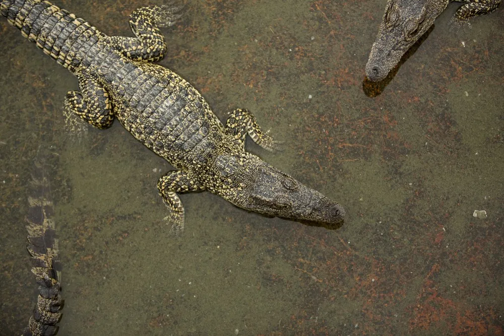 Cuban Crocodiles in Zapata Swamp National Park