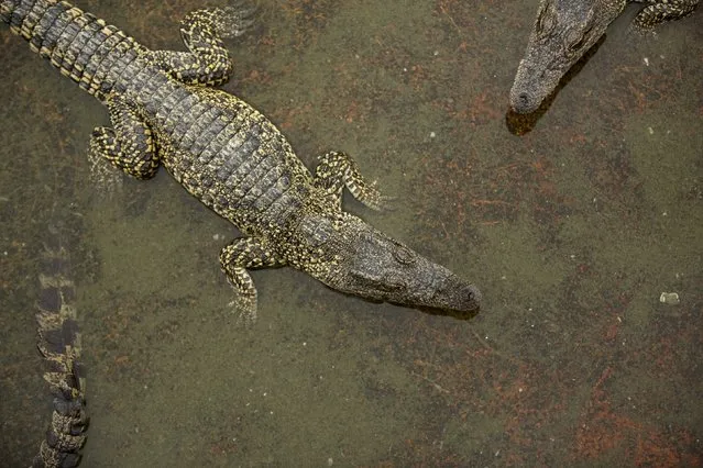 Cuban crocodiles (Crocodylus rhombifer), are seen in a hatchery at Zapata Swamp National Park, June 4, 2015. Ten baby crocodiles have been delivered to a Cuban hatchery in hopes of strengthening the species and extending the bloodlines of a pair of Cuban crocodiles that former President Fidel Castro had given to a Soviet cosmonaut as a gift in the 1970s. Picture taken June 4, 2015. REUTERS/Alexandre Meneghini 
