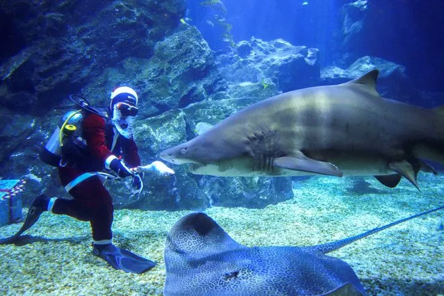 A diver wearing a Santa Claus costume feeds a shark to welcome the upcoming Christmas at the Sea Life Bangkok Ocean World aquarium in Bangkok, Thailand, December 14, 2021. (Photo by Athit Perawongmetha/Reuters)