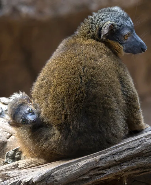 In this April 14, 2016 photo provided by the Wildlife Conservation Society, a brown collared lemur clings to its mother at the Bronx Zoo in the Bronx borough of New York. (Photo by Wildlife Conservation Society/Julie Larsen Maher via AP Photo)