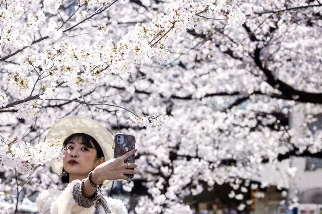 A woman takes a selfie with cherry blossoms in full bloom along the Meguro river in Tokyo on March 26, 2021. (Photo by Behrouz Mehri/AFP Photo)