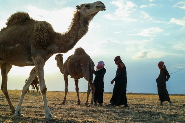 Herders tend camels at a field in Raqa on May 13, 2024. (Photo by Delil Souleiman/AFP Photo)
