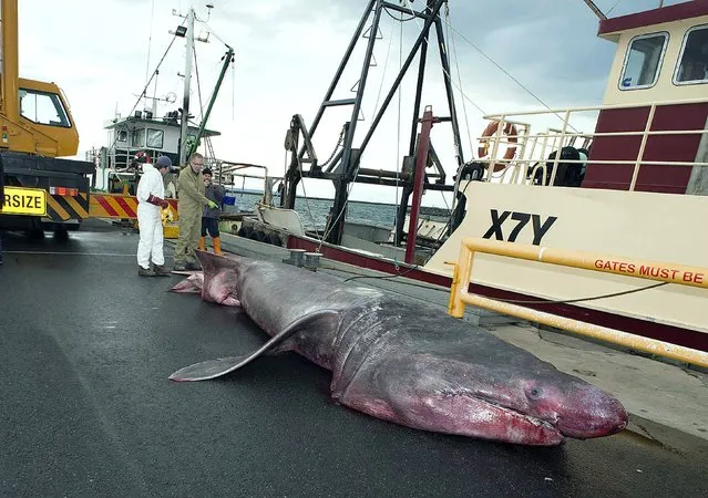 This picture taken on June 22, 2015 and released by the Museum Victoria on June 24, 2015 shows an official measuring a gaint basking shark that was accidentally picked up by a fishing trawler in the Bass Strait off the Australian mainland's most southeastern point.  Fishermen off Australia who accidentally caught a whopping 6.3 metre basking shark have provided scientists with a rare opportunity to study the second-biggest fish on the planet. (Photo by Nicole Miller/AFP Photo/Museum Victoria)