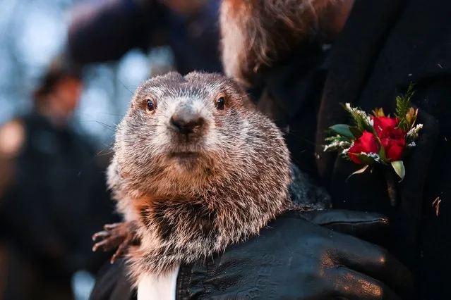 Punxsutawney Phil's handler A.J. Dereume holds the famous groundhog during the 136th Groundhog Day, at Gobblers Knob in Punxsutawney, Pennsylvania, U.S., February 2, 2022. (Photo by Alan Freed/Reuters)