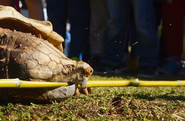 Leonardo, an alligator snapping turtle weighing 45 kilos, demonstrated his jaw-dropping strength by snapping a piece of bamboo at the Australian Reptile Park   in Gosford, NSW 2 July 2015. (Photo by EPA/HO)