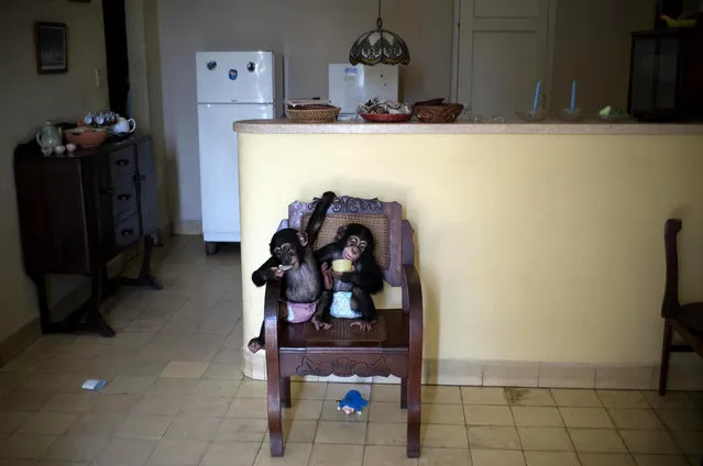 In this April 4, 2017 photo, baby chimpanzee Anuma II, left, and Ada rest in a chair at zoologist Martha Llanes' apartment in Havana, Cuba. Llanes' apartment looks like any that's home to two infants, albeit infants able to scramble up chairs, tables and virtually any other object with already-strong arms and legs and feet with opposable thumbs. (Photo by Ramon Espinosa/AP Photo)