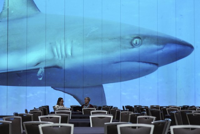 Delegates meet as an underwater video of a shark is projected on a wall at the International Marine Protected Areas Congress (IMPAC5) in Vancouver, British Columbia, on Sunday, February 5, 2023. The federal and British Columbia governments alongside 15 coastal First Nations have officially endorsed the blueprint for a vast network of marine protected areas along the west coast of Canada. (Photo by Darryl Dyck/The Canadian Press via AP Photo)
