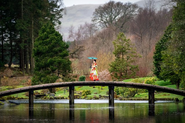 Sally Pritchett poses in an antique kimono in the Japanese Garden near Dollar in Clackmannanshire, UK in the second decade of April 2024. The exhibition Kimono: Kyoto to Catwalk opens at V&A Dundee on May 4. (Photo by Jane Barlow/PA Images via Getty Images)