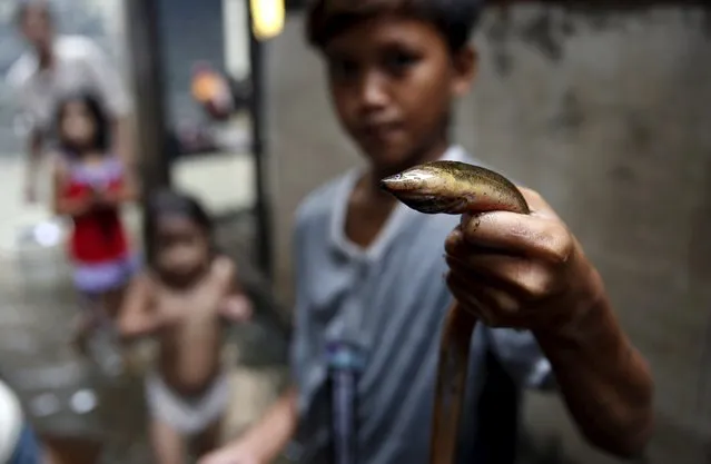 A resident shows an eel he caught for a meal in floodwaters in Malhacan, Meycauayan Bulacan north of Manila in the Philippines July 10, 2015. (Photo by Erik De Castro/Reuters)