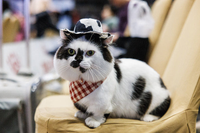 A participant in the “Cats Who Look Like Cows” competition wears a cowboy outfit back stage before judging on March 05, 2023 in Bangkok, Thailand. Thailand's Cat Fanciers' Club hosted a “Cats Who Look Like Cows” competition during a Cat Expo in Bangkok's Ladphro neighborhood. Over 100 cats were judged on how similarly their pattern resembled a cow, color, fur softness and personality. A relaxed, fluffy cat named Arpo took home first prize. (Photo by Lauren DeCicca/Getty Images)