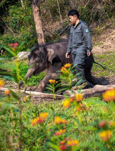 Xu Yunfeng, a wildlife conservation worker, leads Asian elephant "Longlong" back after a trial of wild remained in Xishuangbanna Dai Autonomous Prefecture, southwest China's Yunnan Province, March 15, 2022. A baby elephant in Xishuangbanna was abandoned by its herd only about two months after its birth due to severe injuries of its leg in July of 2021. The elephant was rescued and sent to the Asian Elephant Breeding and Rescue Center in Xishuangbanna for treatment and was named “Longlong”. Under the care of wildlife conservation workers, “Longlong“ has recovered health. The Asian Elephant Breeding and Rescue Center has successfully rescued more than 20 wild Asian elephants since its establishment in 2008. (Photo by Xinhua News Agency/Rex Features/Shutterstock)