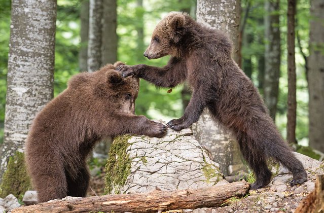 Bear cubs playfight in the forest of Loska Dolina, southern Slovenia in the first decade of July 2024. (Photo by Francesco Gambino/Solent News)