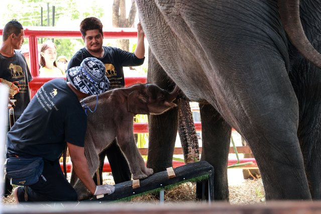 Caretakers help an elephant to feed her newborn at the Elephant Royal Kraal Village in Ayutthaya, Thailand on June 15, 2024. An elephant delivered male-female twins, an extremely rare event in elephant births. (Photo by Valeria Mongelli/Anadolu via Getty Images)