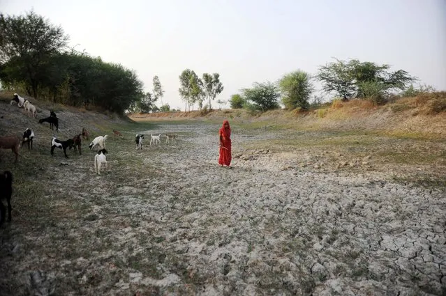 A woman with her cattle walks on the dry bed of parched mud that is the dried-up River Varuna at Phoolpur. Much of India is reeling from a heat wave and severe drought conditions that have decimated crops, killed livestock and left at least 330 million Indians without enough water for their daily needs. (Photo by Prabhat Kumar Verma/Getty Images)
