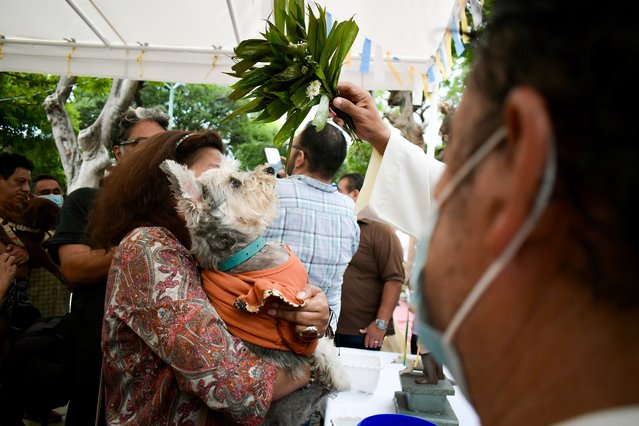 A dog is seen being blessed as the believers gather at La Parroquia San Roque to receive mass and bless their pets in Tuxtla Gutierrez, Mexico on August 14, 2024. St. Francis is considered the Patron Saint of sick animals. (Photo by Jacob Garcia/Anadolu via Getty Images)