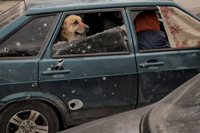 A dog rides in the back of a car as people fleeing the village of Ruska Lozova arrive at a screening point in Kharkiv, Ukraine, Friday, April 29, 2022. Hundreds of residents have been evacuated to Kharkiv from the nearby village that had been under Russian occupation for more than a month. (Photo by Felipe Dana/AP Photo)