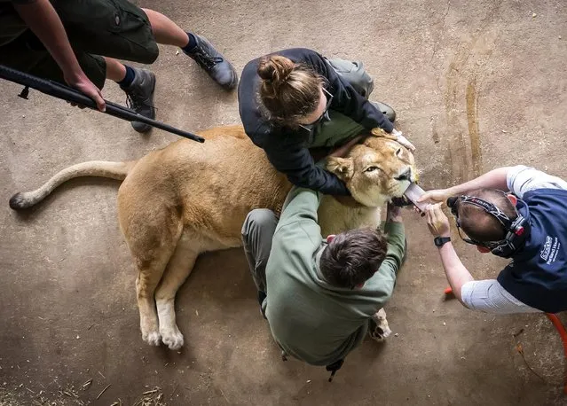 Veterinary Surgeon Michael Rothwell pulls out the tongue of Julie the 15-year-old lioness before inserting a tube to aid breathing, as the lioness is given an “MOT” at Yorkshire Wildlife Park in Doncaster, northern England on Tuesday, May 3, 2022. (Photo by Danny Lawson/PA Images via Getty Images)