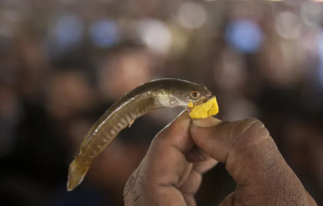 In this Thursday, June 8, 2017, file photo, an Indian man displays a live fish after inserting in its mouth a traditional medicine prior to administering it to an asthma patient in Hyderabad, India. Every year thousands of asthma patients arrive here to receive from Hyderabad's Bathini Goud family this fish therapy which is a secret formula of herbs, handed down by generations only to family members. The herbs are inserted in the mouth of a live sardine, or murrel fish, and slipped into the patient's throat. (Photo by Mahesh Kumar A./AP Photo)