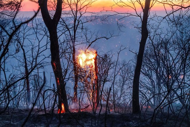 The Park Fire burns along Highway 32 in the Forest Ranch community of Butte County, Calif., on Thursday, July 25, 2024. (Photo by Noah Berger/AP Photo)