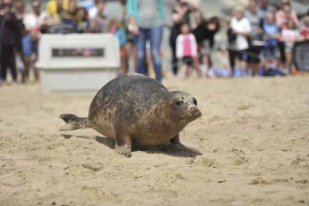 A Common Seal named Stan Lee is released on Courtown beach from Seal Rescue Ireland wildlife sanctuary where two rescued and rehabilitated seals are released back into the sea after months of care in Wexford, Ireland, June 12, 2016. (Photo by Clodagh Kilcoyne/Reuters)