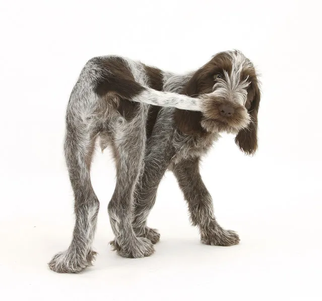 Taylor often uses animals that belonged to friends of his late mother, including this Italian Spinone puppy chewing his tail. Baby animals make ideal subjects, as the older dogs and cats get, the warier they are of spending time in a studio. And his trick for getting this small subject to pose? Dog treats, of course