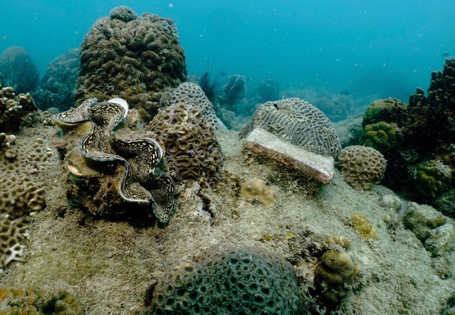 A giant clam is seen next to a replenished coral reef in the waters off Man Nai Island, off the coast of southeastern Rayong province, Thailand, on February 28, 2024. (Photo by Napat Wesshasartar/Reuters)