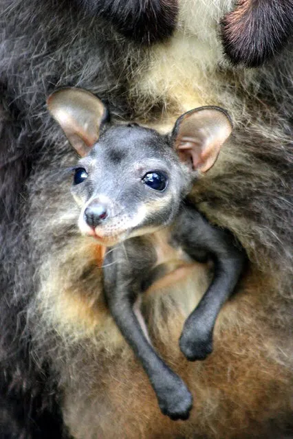 A handout image released by Taronga Zoo on 07 August 2015 shows a tiny wallaby joey at Taronga Zoo in Sydney, Australia. Two tiny wallaby joeys have poked their heads out of their mother's pouch, introducing themselves at Taronga Zoo. The zoo has welcomed the pair of baby Brush-tailed Rock-wallabies as part of a successful breeding program for endangered species. (Photo by EPA/Taronga Zoo)