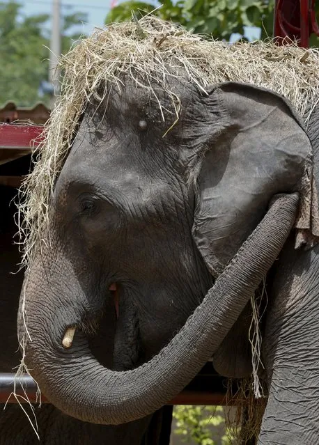 Straw covers the head of an elephant at a camp in the ancient Thai capital Ayutthaya, north of Bangkok, Thailand, August 11, 2015. (Photo by Chaiwat Subprasom/Reuters)