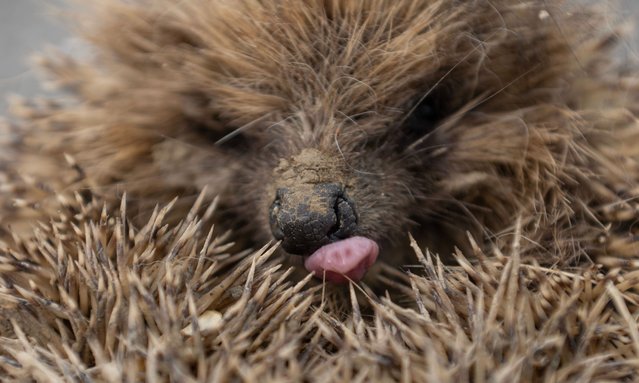 A hedgehog curls up in a garden in Rolleston on the outskirts of Christchurch, New Zealand, on October 27, 2024. As hedgehogs have no natural predators in New Zealand, they are considered a pest because they kill a variety of insects, lizards, and ground-nesting chicks and damage the biodiversity. Therefore, the Department of Conservation lists hedgehogs as the “most underrated predator”. (Photo by Sanka Vidanagama/NurPhoto/Rex Features/Shutterstock)