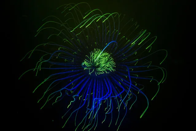 British waters compact category runner-up: Fluo Fireworks Anemone by James Lynott (UK) at Loch Fyne, Scotland. There were dozens of fireworks anemones at this site, all with varying patterns on their tentacles, which translate to different fluorescence patterns when viewed under blue light. (Photo by James Lynott/Underwater Photographer of the Year 2020)