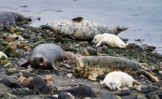 Grey seals and their pups enjoy the isolation of Inchkeith Island in the Firth of Forth, Scotland early November 2024. (Photo by Murdo MacLeod/The Guardian)