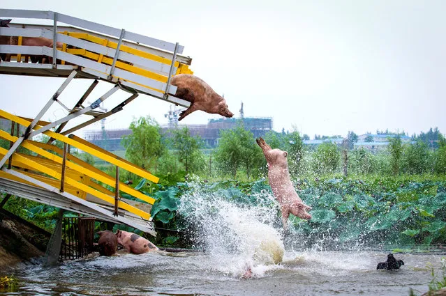 Pigs are herded off a platform into water by breeders during a daily exercise at a pig farm in Shenyang, Liaoning province, China August 14, 2017. (Photo by Reuters/China Stringer Network)