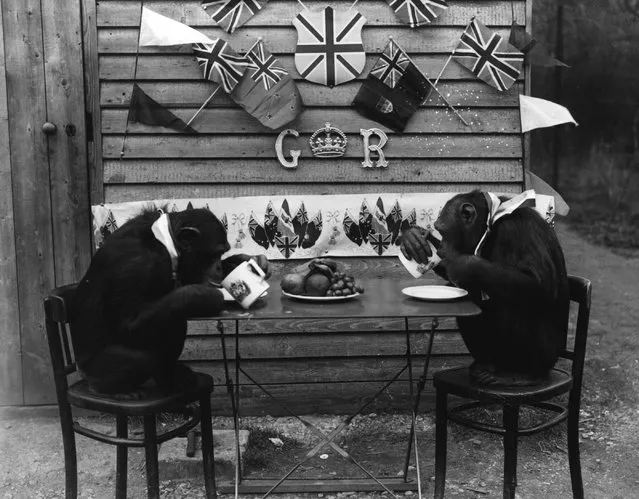 Two chimpanzees enjoy a cup of tea at Whipsnade, April 1937.  (Photo by Fox Photos)