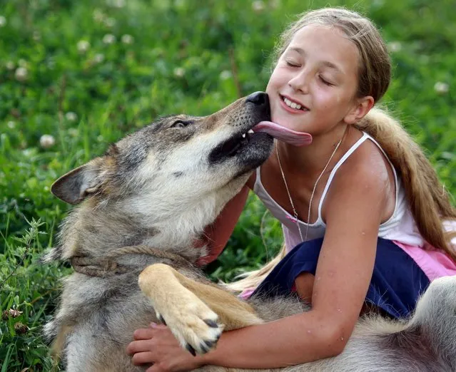 Alisa, 10, gets a kiss from one of the wolves her family tamed in the village of Zacherevye, Belarus, on August 17, 2014. (Photo by Sergei Gapon/AFP Photo)