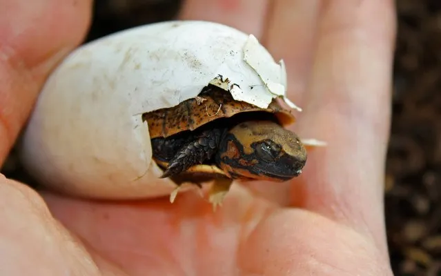 Undated handout photo issued on August 27, 2014 by Bristol Zoo Gardens of a critically endangered Vietnamese box turtle, weighing just 14.6g and the size of a matchbox, that hatched after being kept at constant temperature for 85 days and has been welcomed at the zoo. (Photo by Bristol Zoo Gardens/PA Wire)