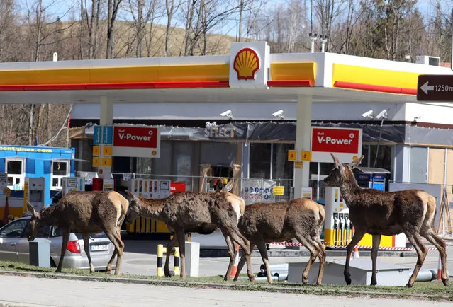 Four does (female roe deer) roam past a gas station on a nearly-empty sidewalk in Zakopane, southern Poland, 16 April 2020. The European roe deer (Capreolus capreolus) is endemic to the Tatra Mountains that straddle the border between Poland and Slovakia. The ongoing pandemic of the COVID-19 disease caused by the SARS-CoV-2 coronavirus has sparked stay-at-home rules worldwide, which in turn have resulted in empty urban agglomerations that are slowly being reclaimed by certain wild species. Animals freely roaming around towns and cities they had previously avoided are becoming an increasingly common sight around the planet. (Photo by Grzegorz Momot/EPA/EFE)