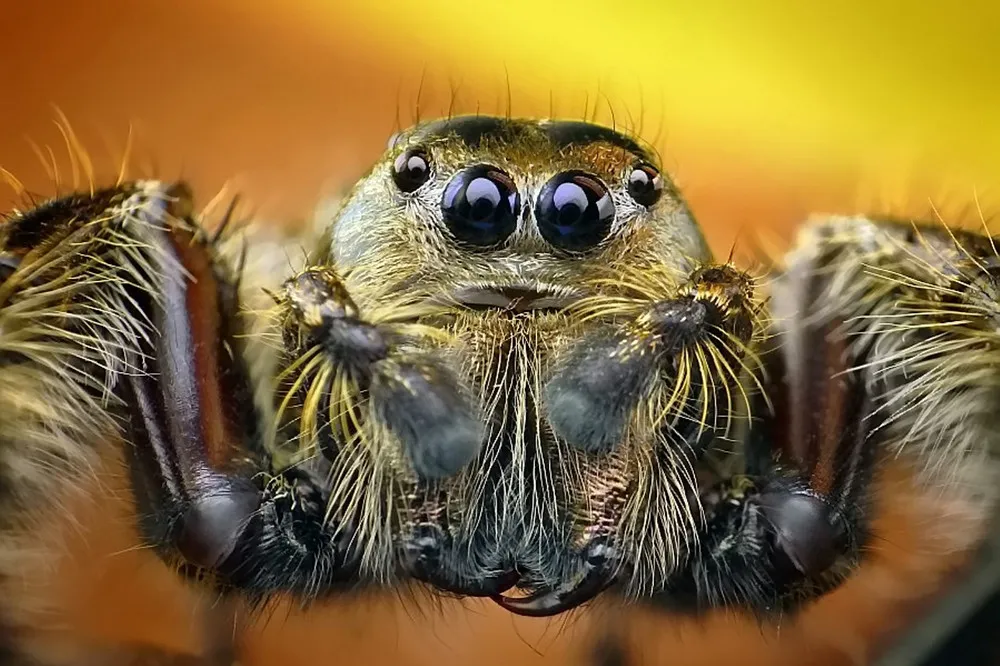 Close-Up World of a Spider's Eyes