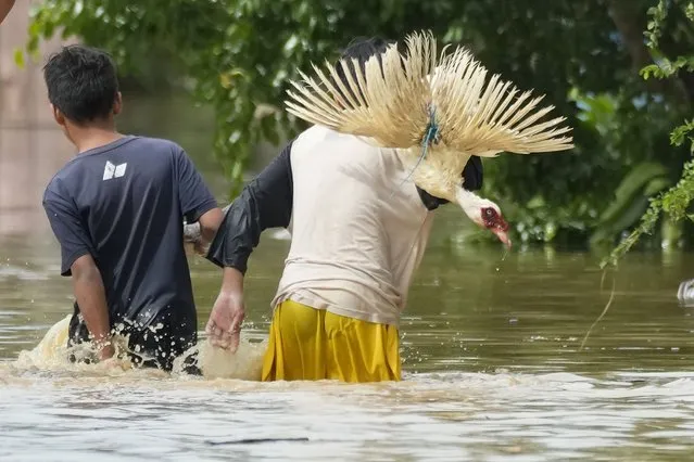 A boy carries a goose as they negotiate a flooded road due to Typhoon Noru in San Miguel town, Bulacan province, Philippines, Monday, September 26, 2022. Typhoon Noru blew out of the northern Philippines on Monday, leaving some people dead, causing floods and power outages and forcing officials to suspend classes and government work in the capital and outlying provinces. (Photo by Aaron Favila/AP Photo)