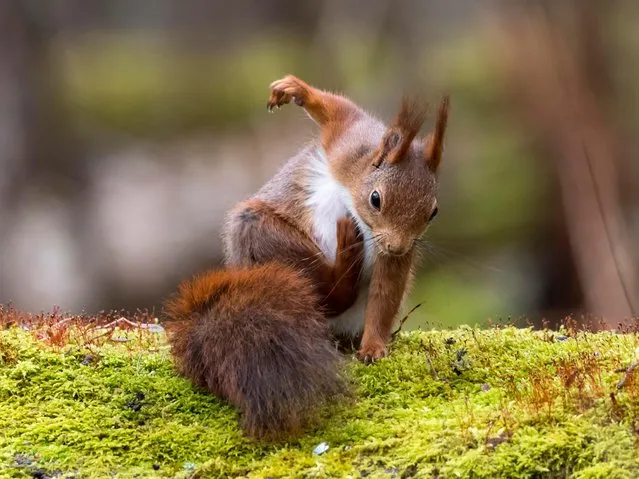 A squirrel pictured scratching himself in Gothenburg, Sweden. (Photo by Johnny Kaapa/Comedy Wildlife Photography Awards/Barcroft Media)