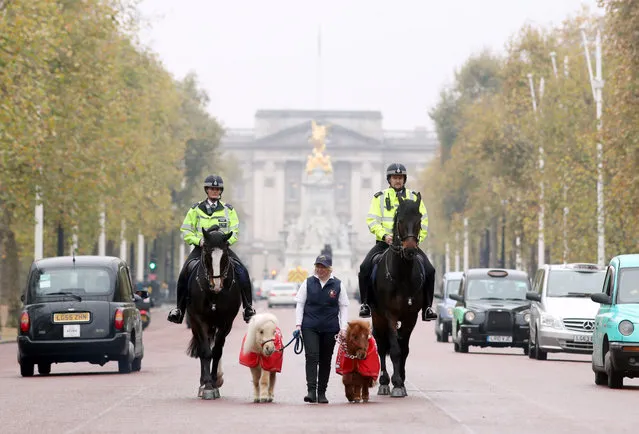 (L-R) Constable Clare Rees on Merlin, Teddy, Rachel Francis, Doris and Inspector Simon Rooke on Quixote. Metropolitan Police (MPS) Horses, Merlin and Quixote, are joined on patrol in central London by some special helpers, miniature Shetland ponies Teddy and Doris, ahead of their appearances at Olympia's London International Horse Show at The Mall on November 15, 2017 in London, England. (Photo by Steve Parsons/PA Wire)