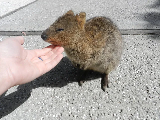 Quokka The Happiest Animal in the World